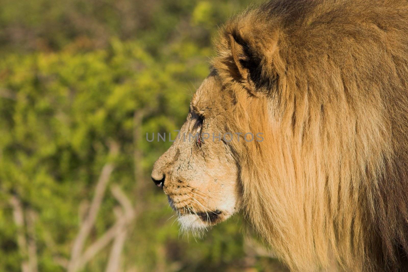 Male Lion with a battle scar on his face by nightowlza