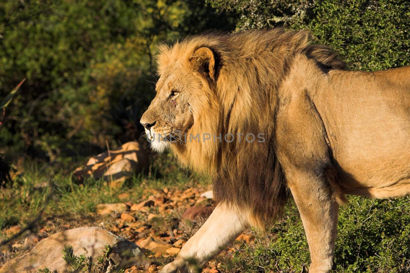 Male Lion walking with a scar after a battle by nightowlza