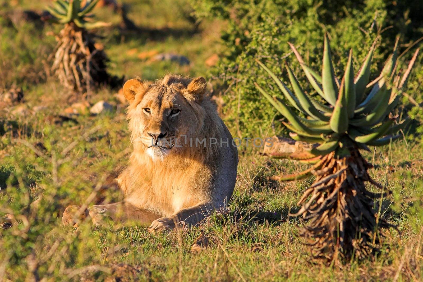 Young Male Lion resting in the afternoon sun