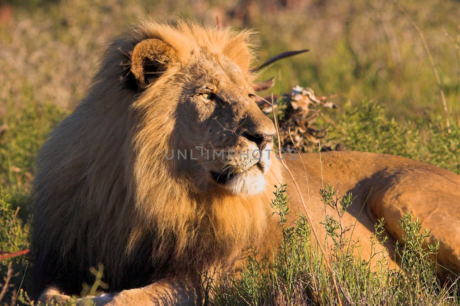 Male Lion resting in the afternoon sun by nightowlza