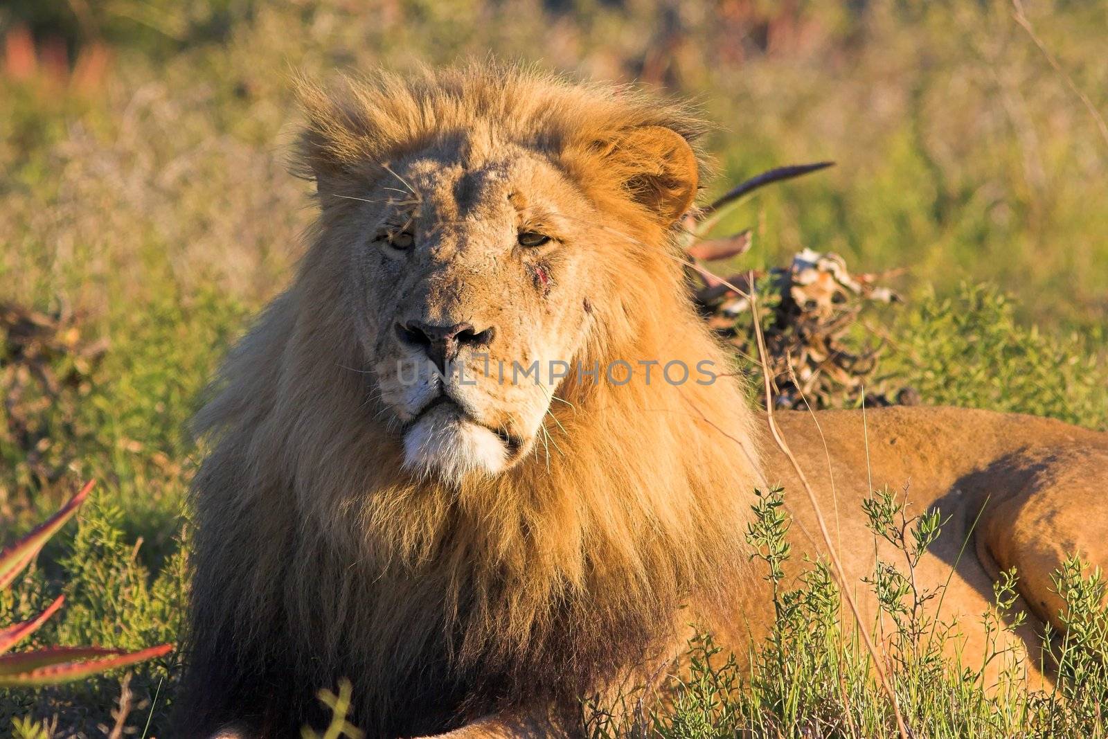 Male Lion resting in the afternoon sun by nightowlza