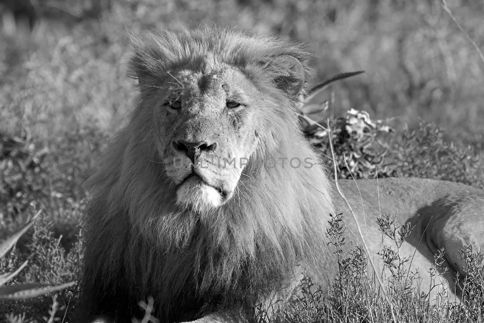 Male Lion resting in the afternoon sun by nightowlza