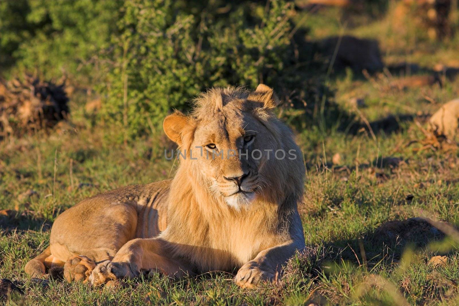 Young Male Lion resting in the afternoon sun