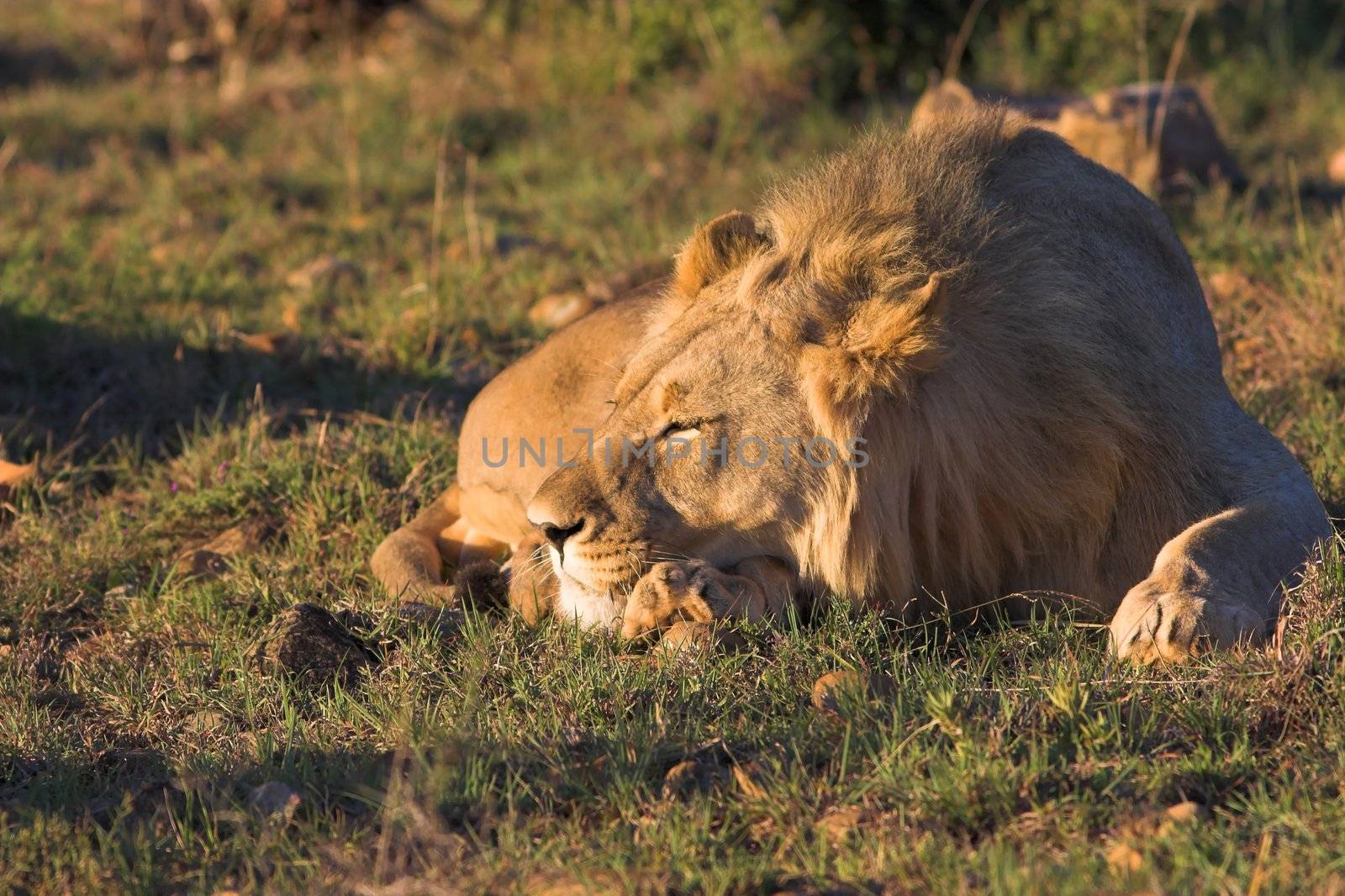 Young Male Lion resting in the afternoon sun