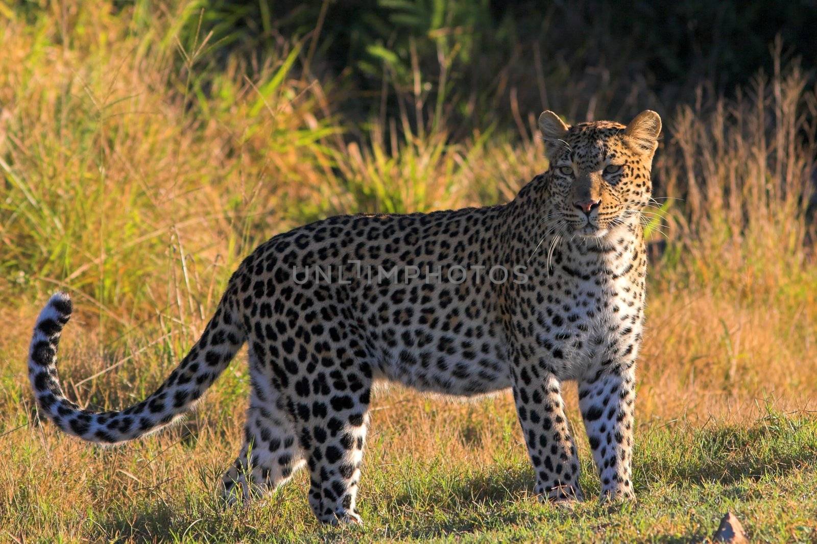 Leopard on the African grasslands by nightowlza