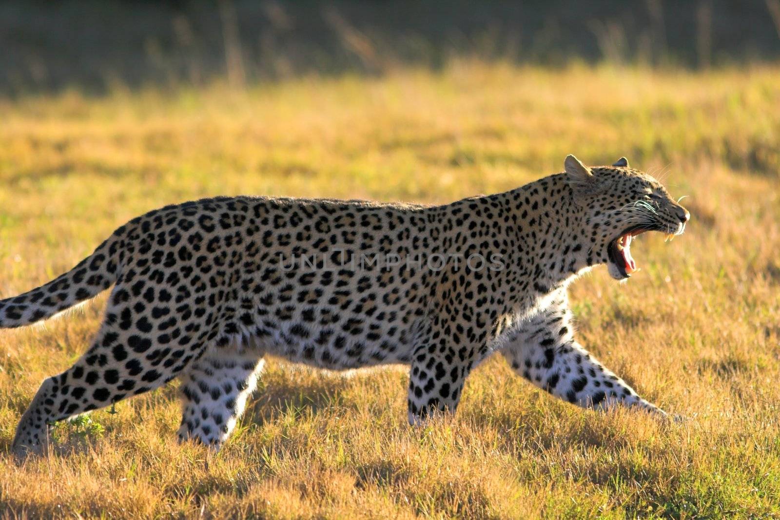 Leopard walking and yawning by nightowlza