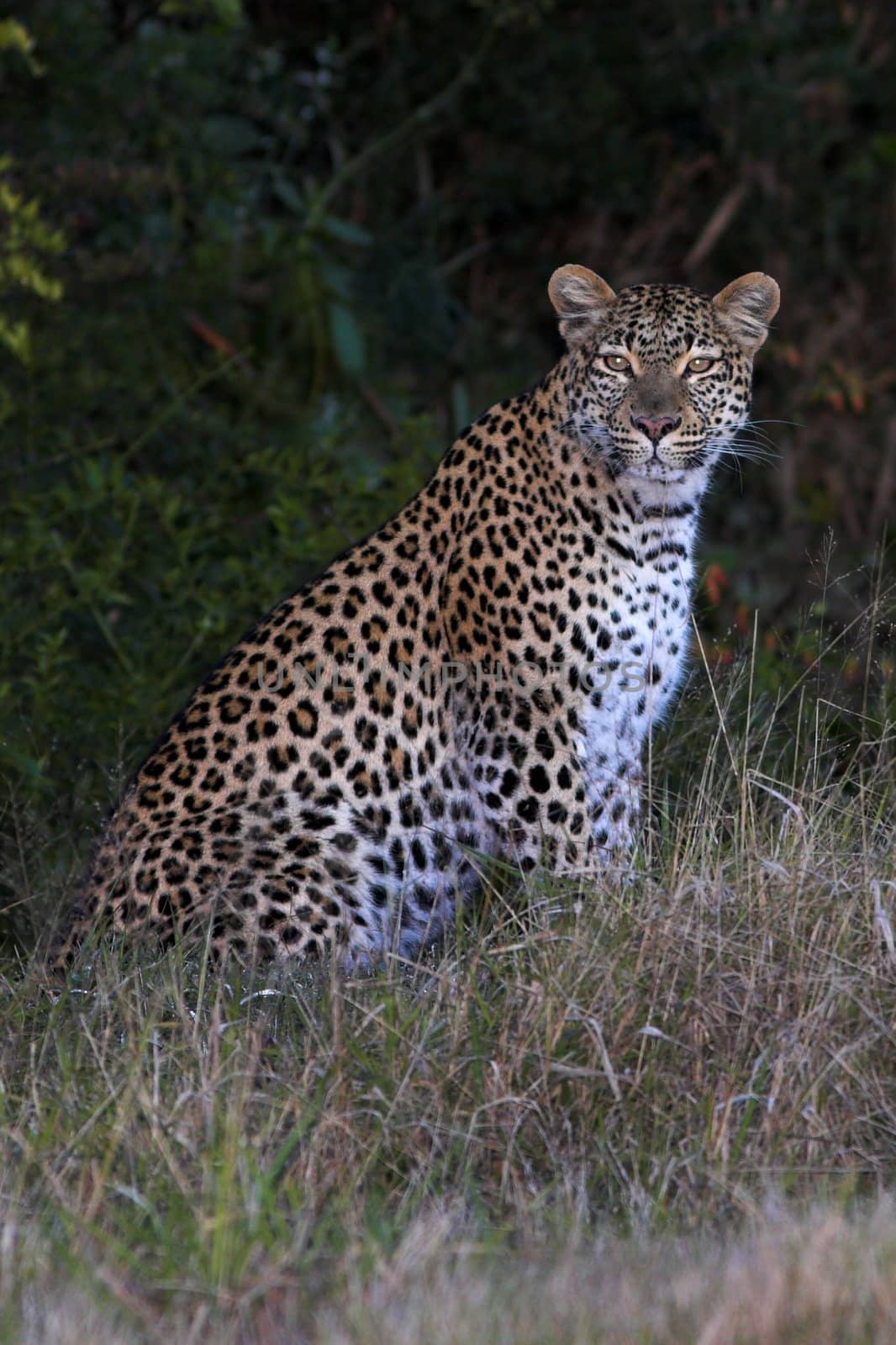 Leopard Sitting by nightowlza