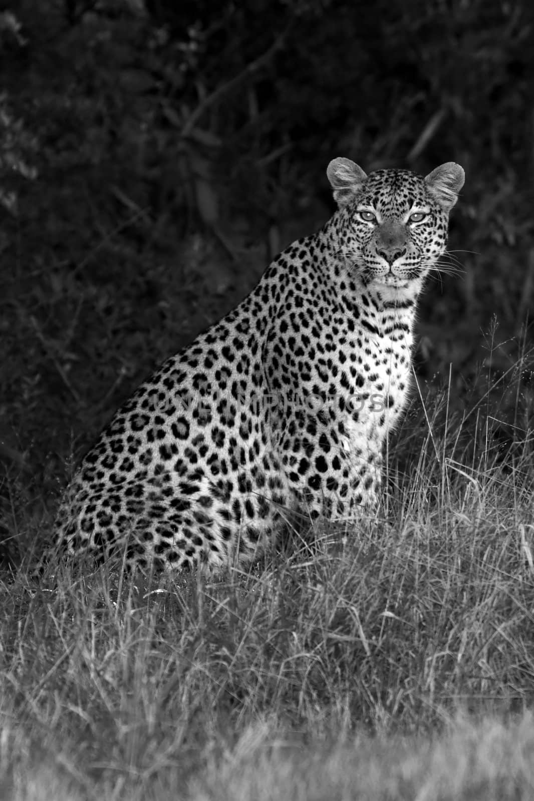 Leopard Sitting by nightowlza