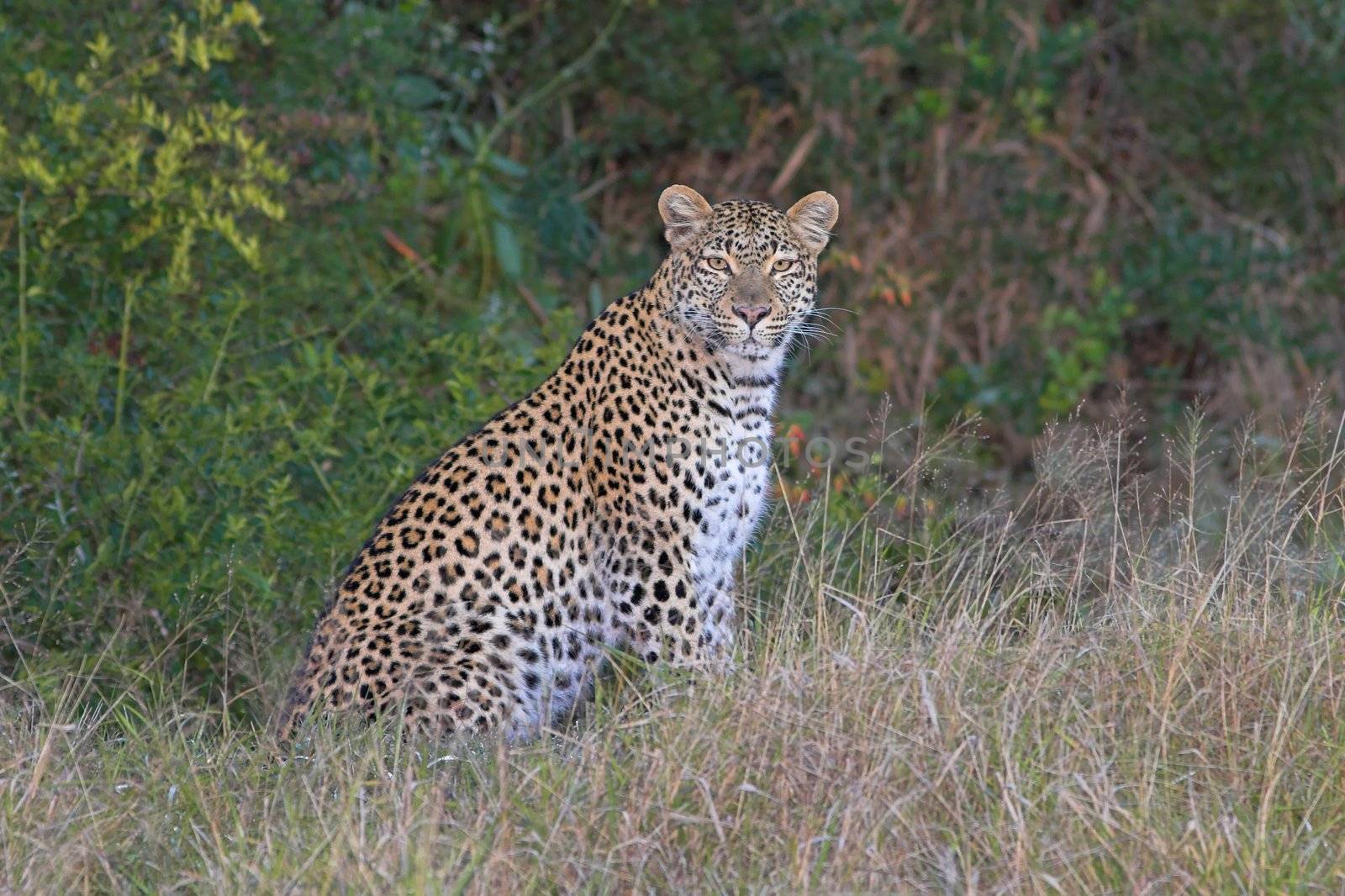 Leopard sitting and looking directly at the camera