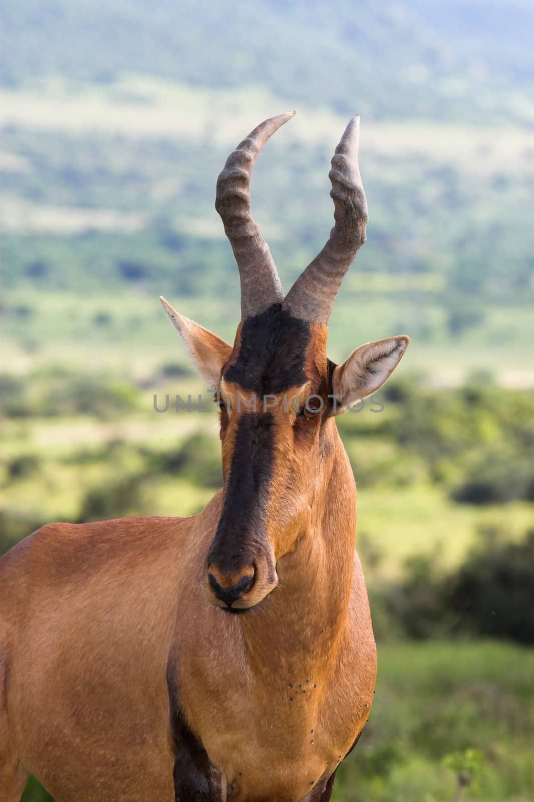 Red Hartebeest side profile portrait