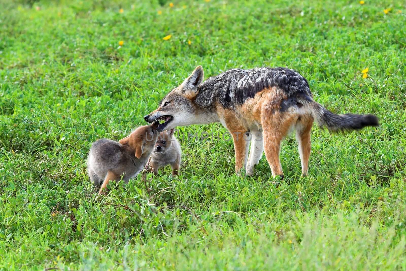 Jackal pup begging for food from its mother