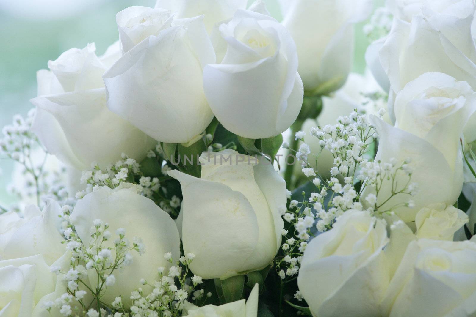 Elegant white roses by jarenwicklund