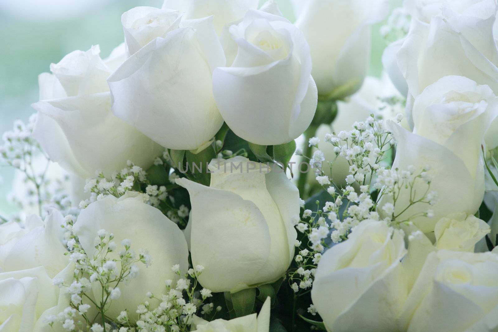 Elegant white roses