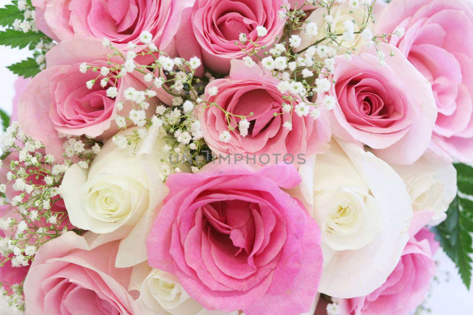 Bright and spunky pink and white roses