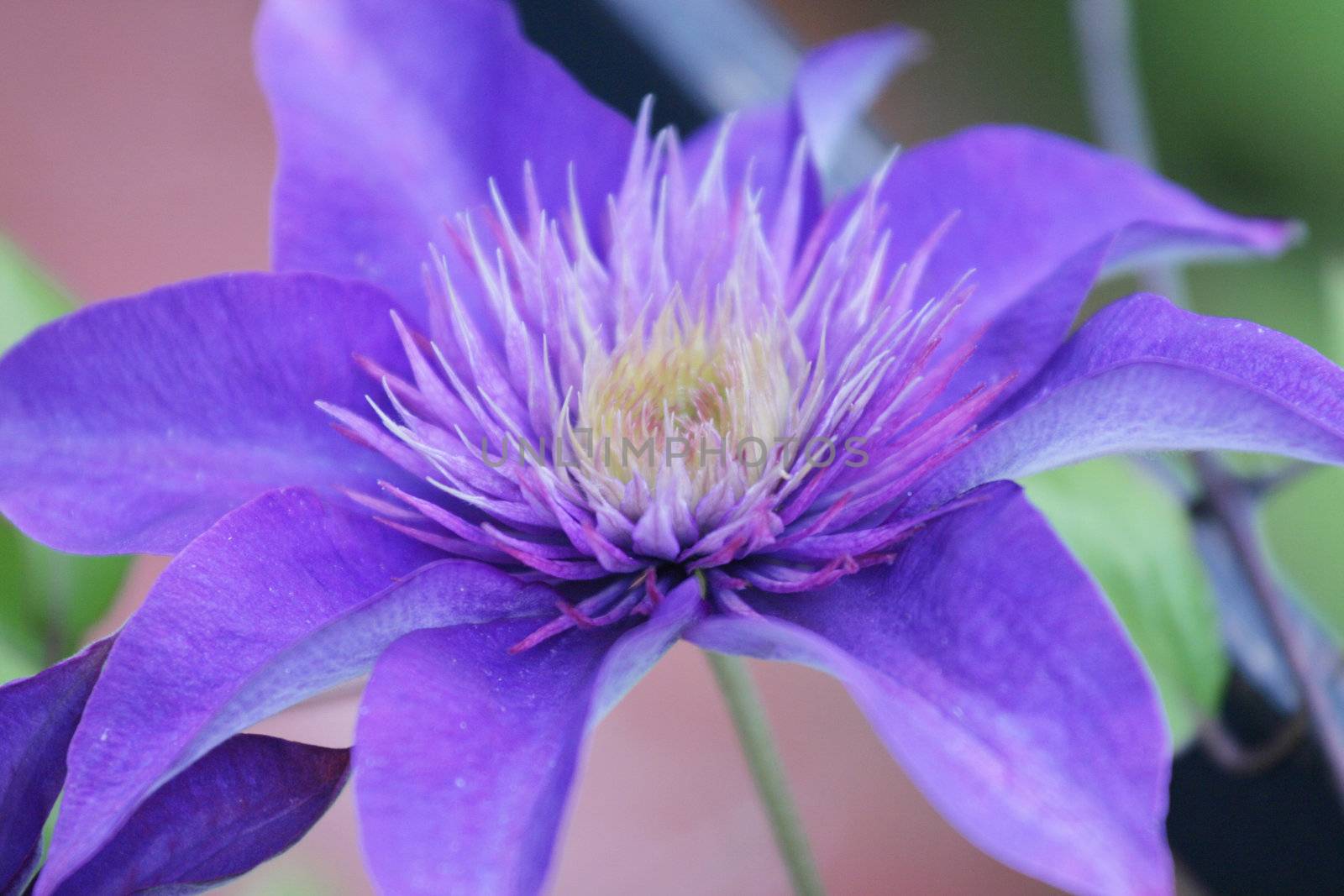 Large clematis bloom by jarenwicklund