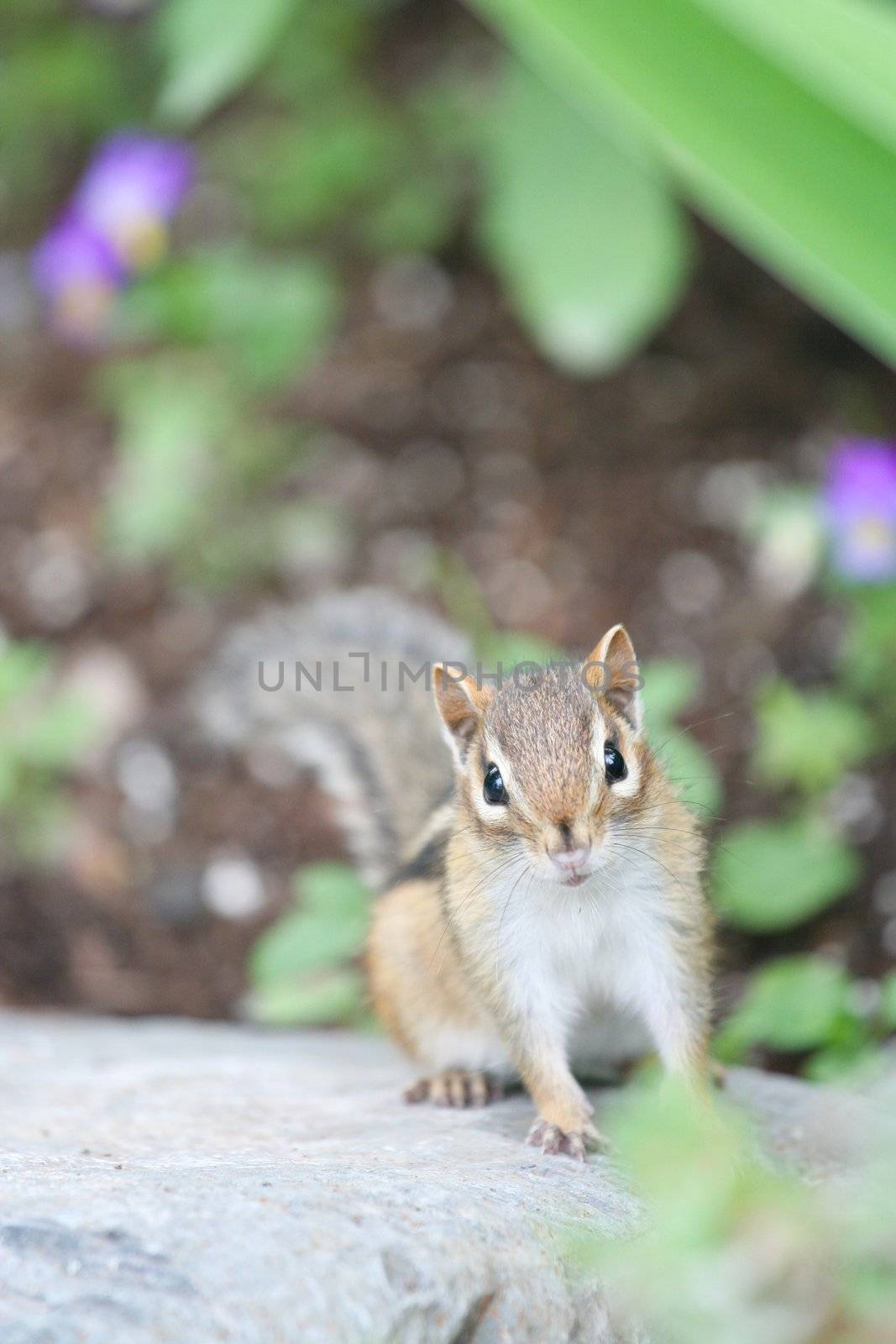 Adorable little chipmunk in its natural habitat