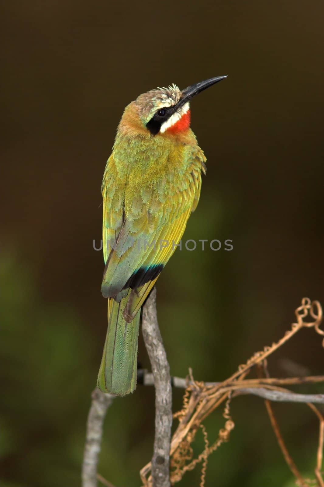 White-Fronted Bee-Eater by nightowlza