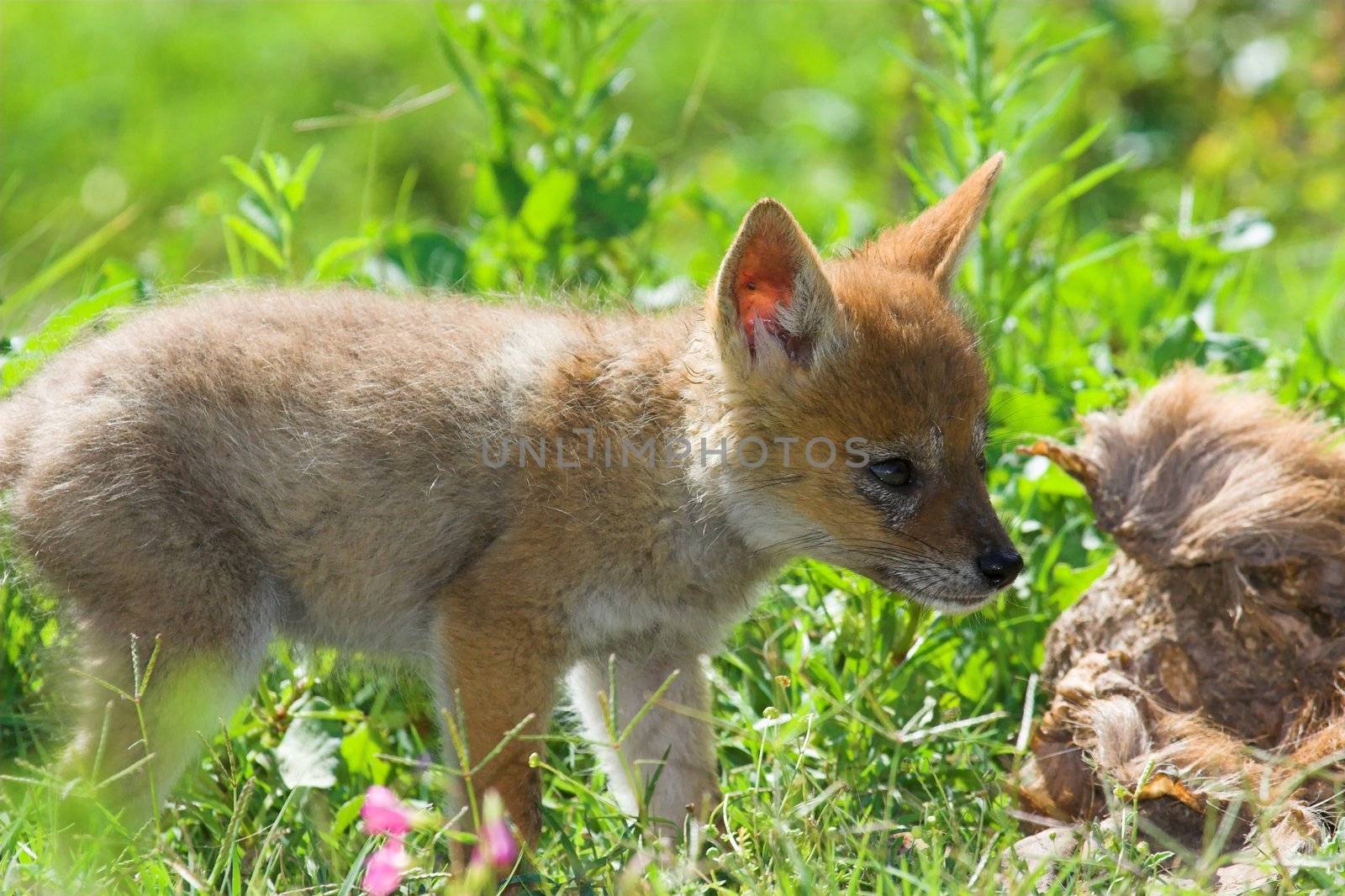 Black Backed Jackal pup investigating an old carcass