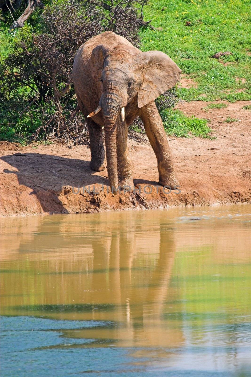 Muddy Bull Elephant drinking at the waterhole with reflection in the water