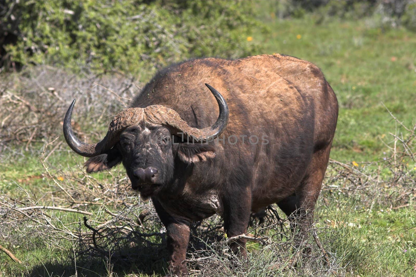 Old Buffalo bull looking directly at the camera