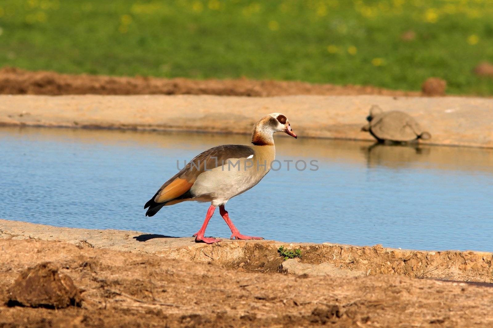 Egyptian goose at the waterhole