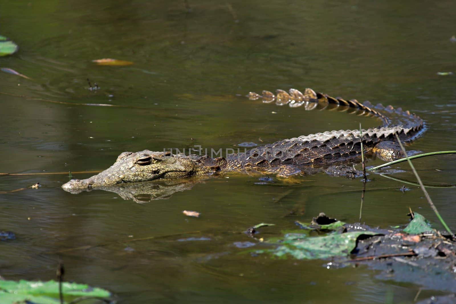Juvenile Crocodile floating in the water
