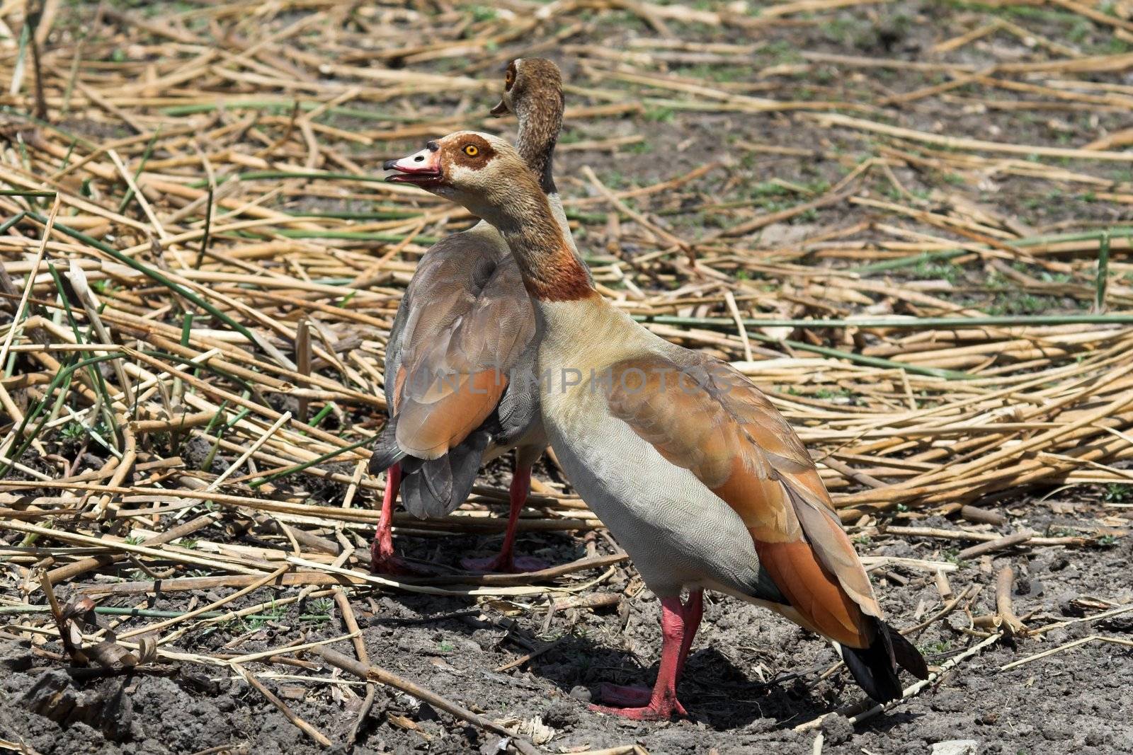 Egyptian geese by nightowlza