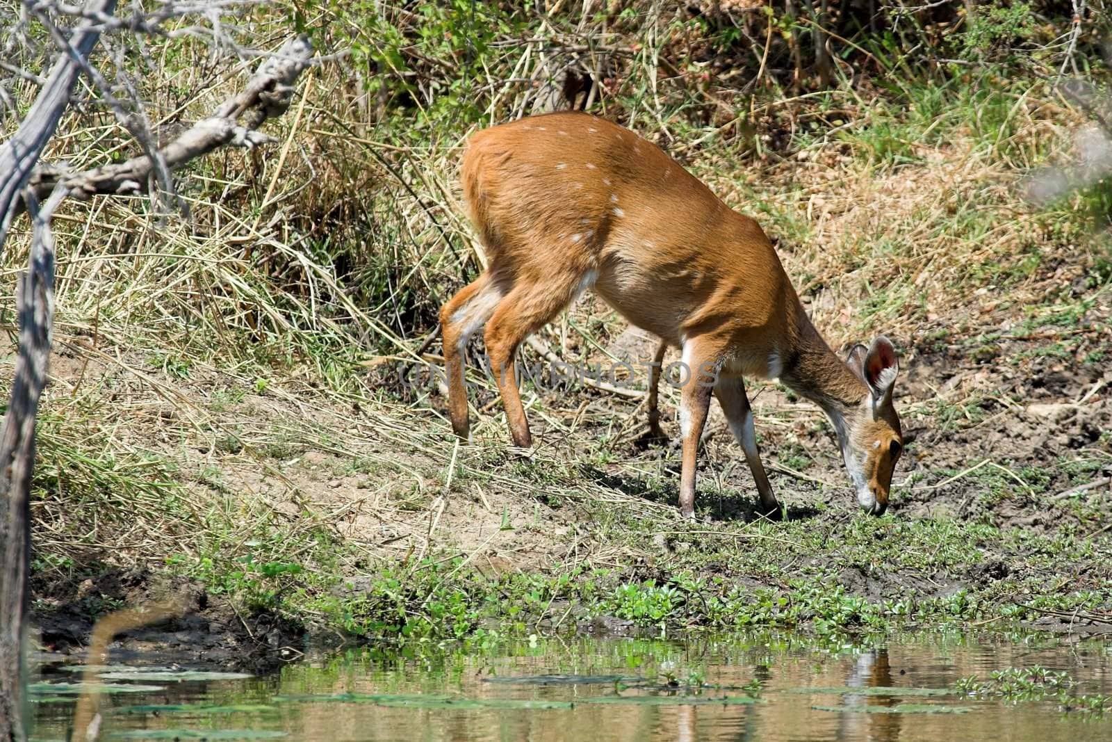 Bushbuck feeding on grass next to the river