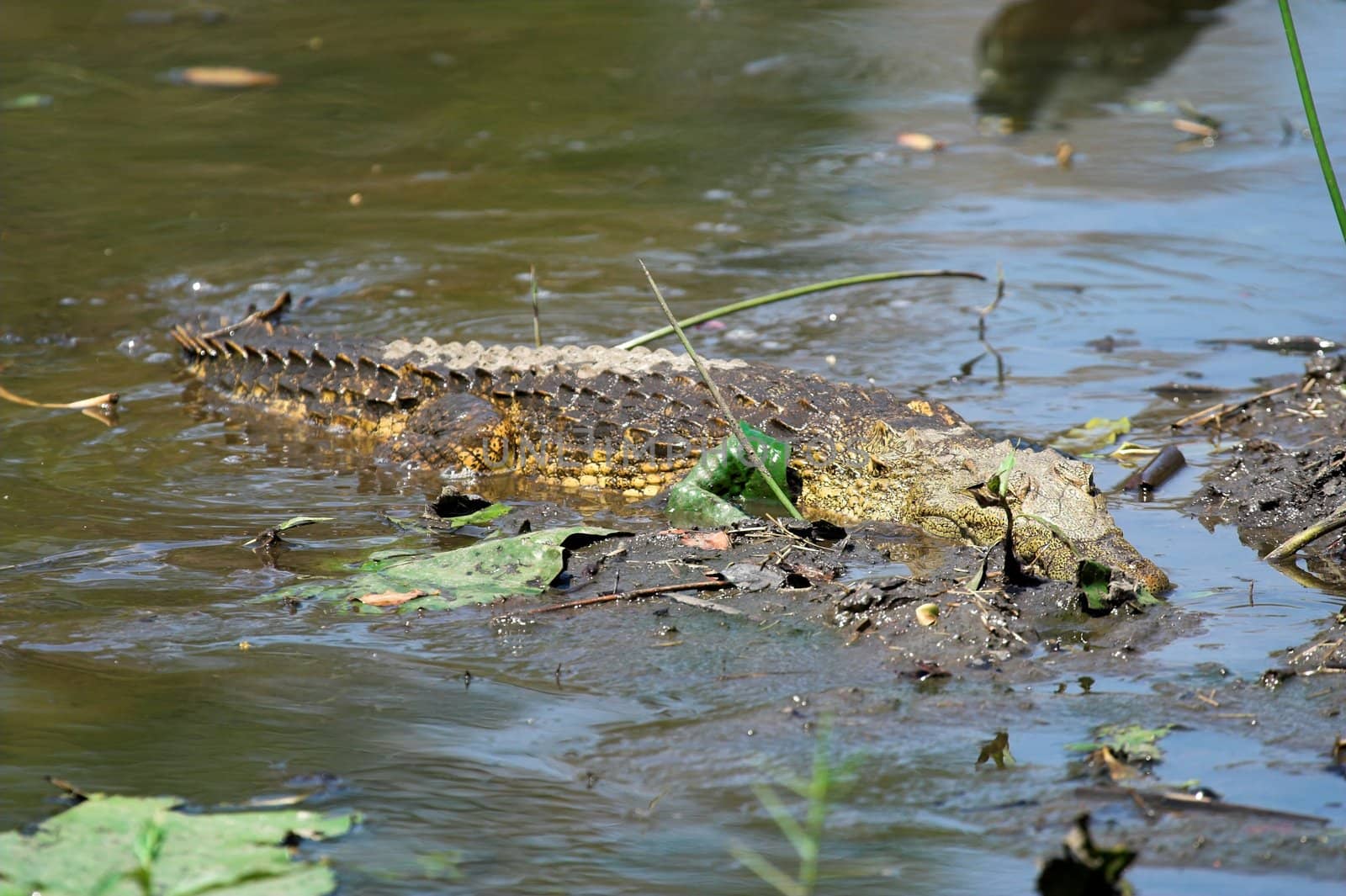 Crocodile laying in the shallow water and waiting for prey