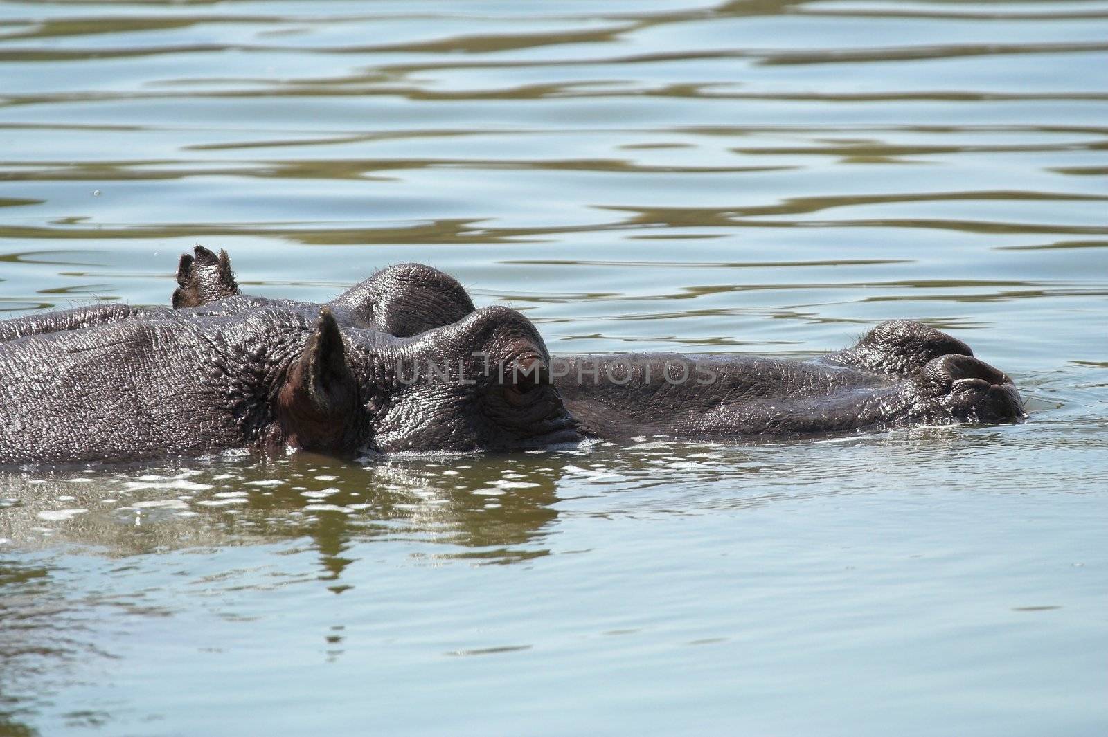 Hippo head close up above the water