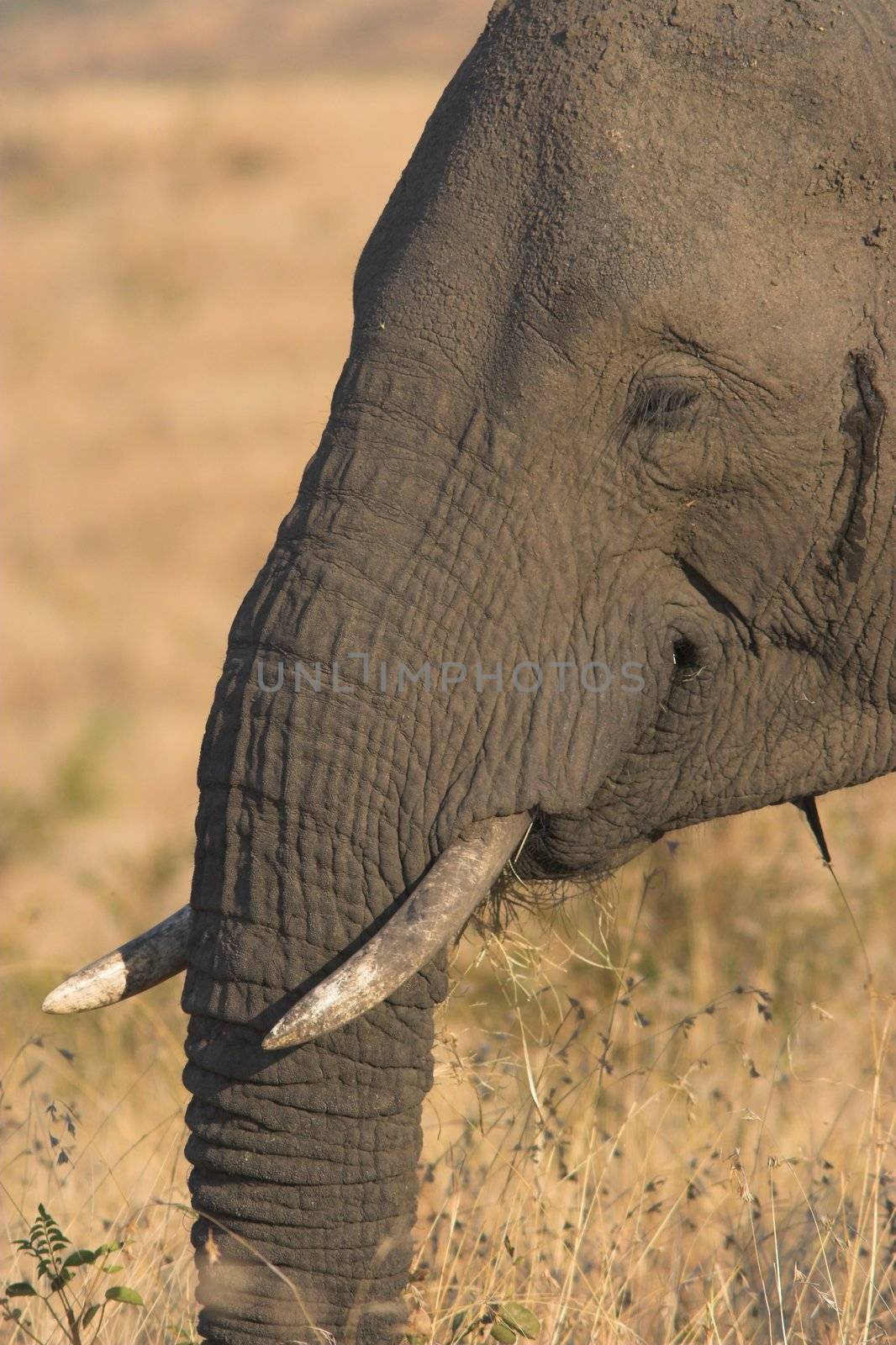 African Elepant bull feeding on dry grass