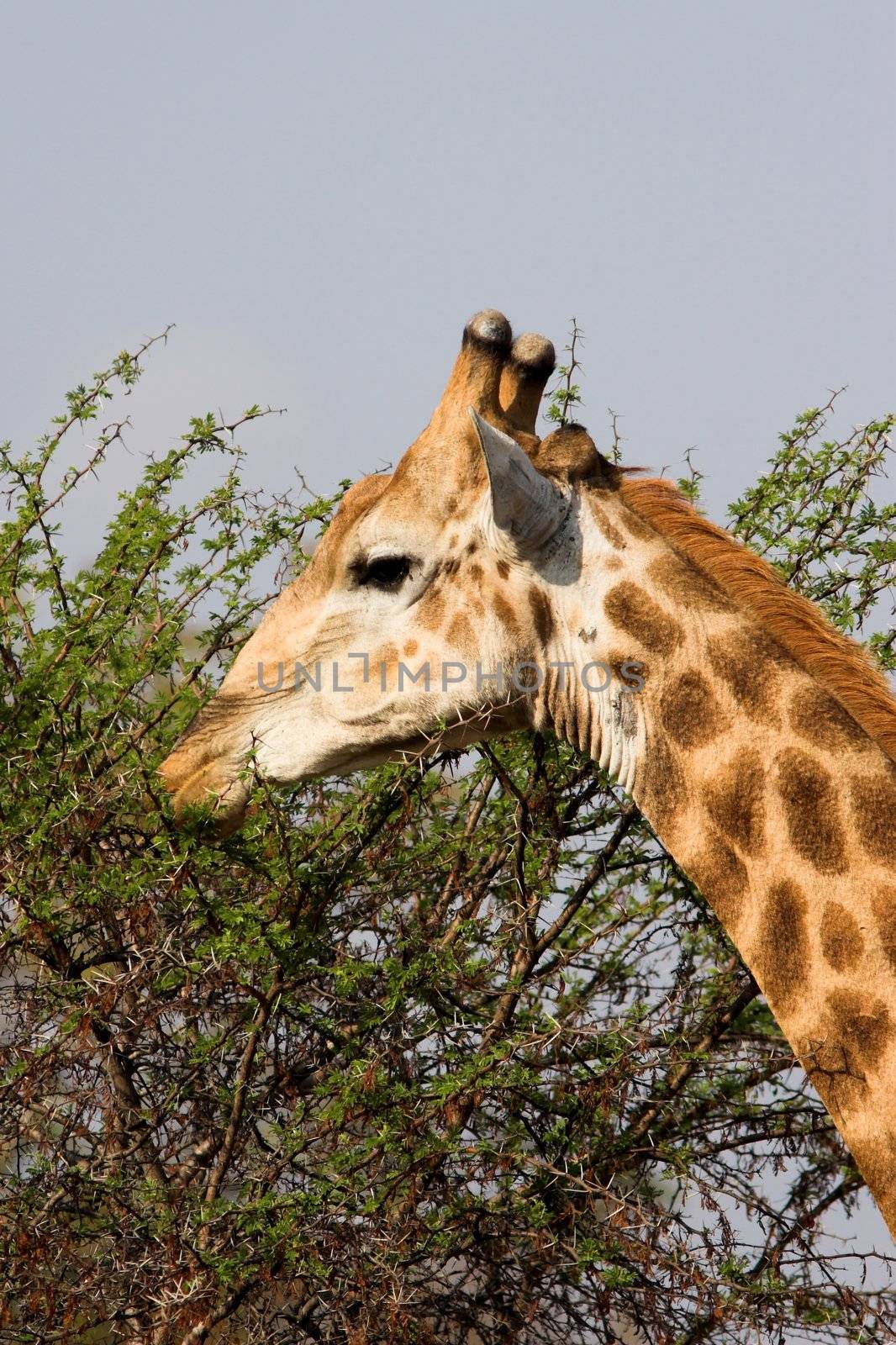 Giraffe feeding on a thorny acacia bush