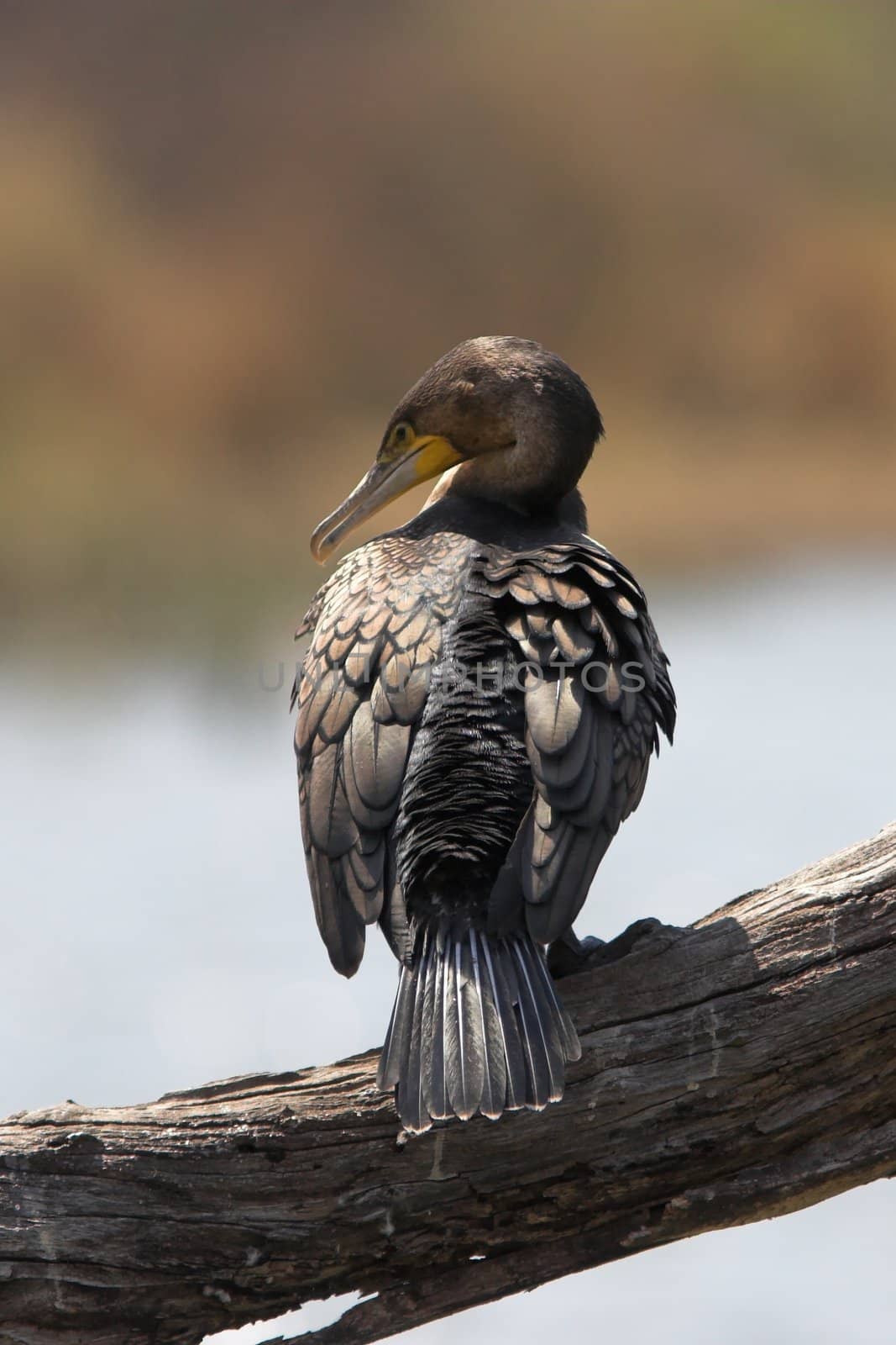 White breasted cormorant sitting on a branch