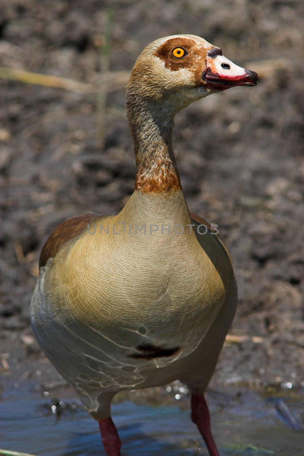 Egyptian Goose close up portrait shot