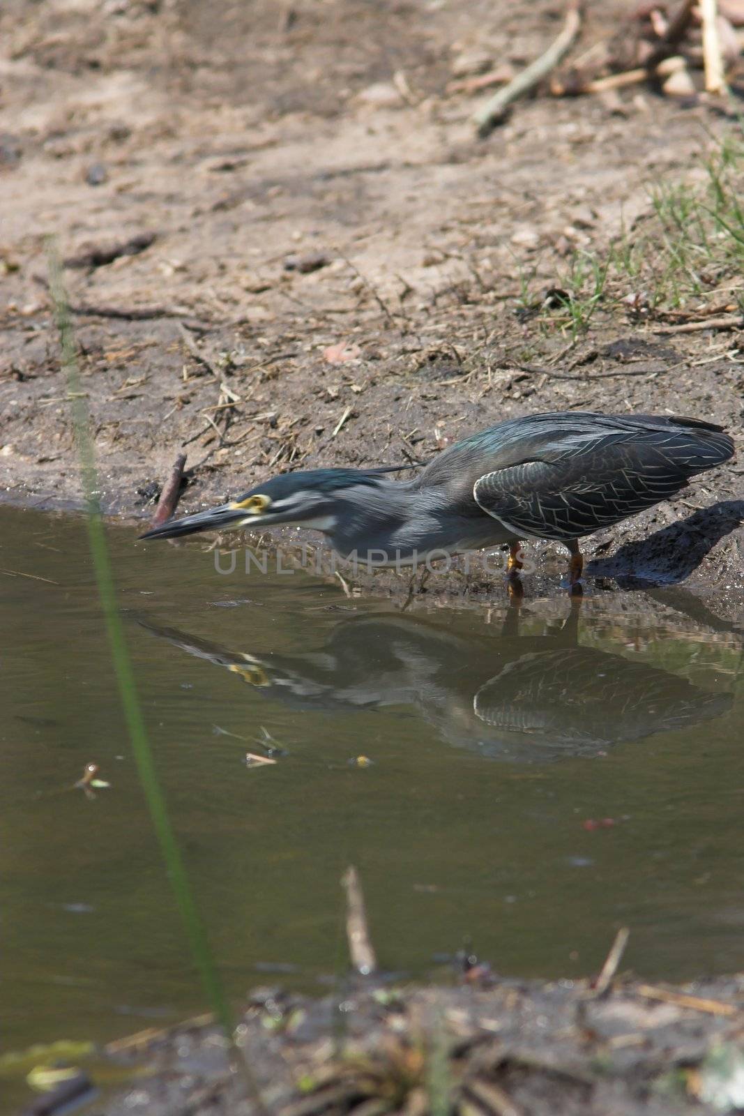 Motion blur of a green backed heron catching fish