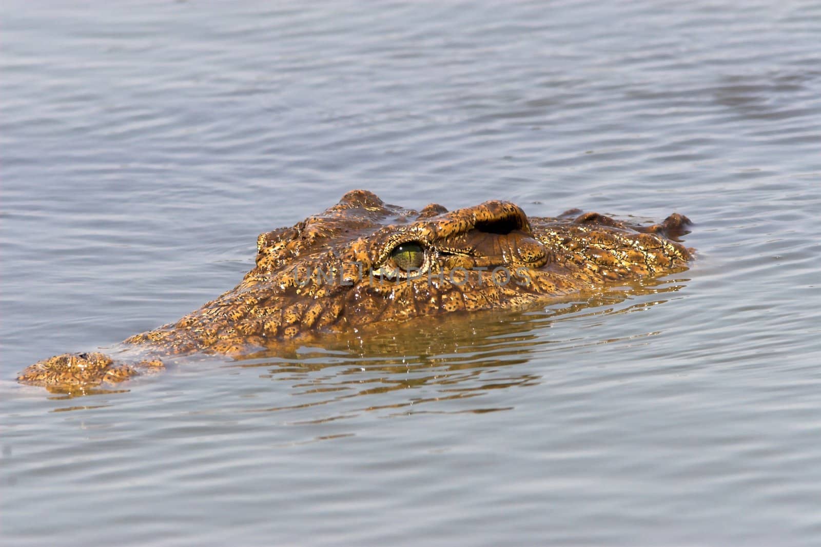 Close up of a crocodile head floating in the water