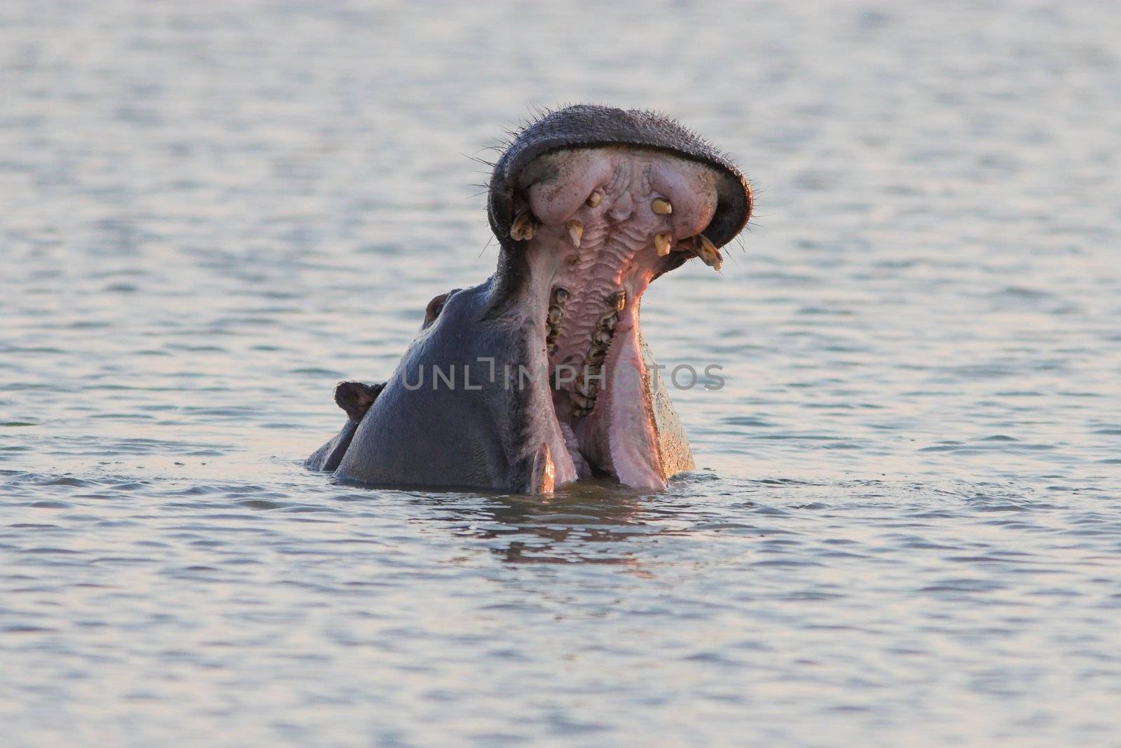 Hippo Yawn by nightowlza