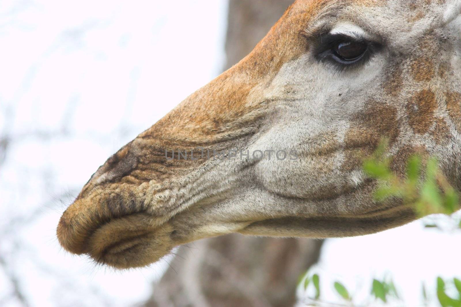 Close up portrait of a giraffe in Africa