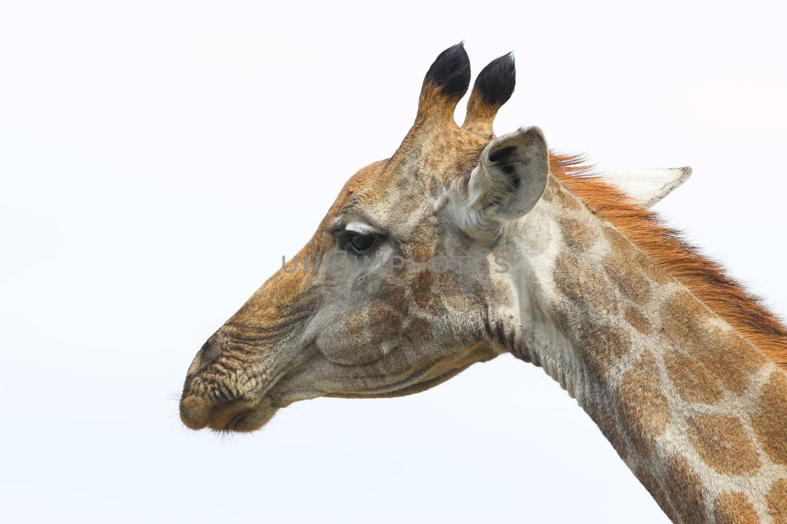 Giraffe portrait isolated