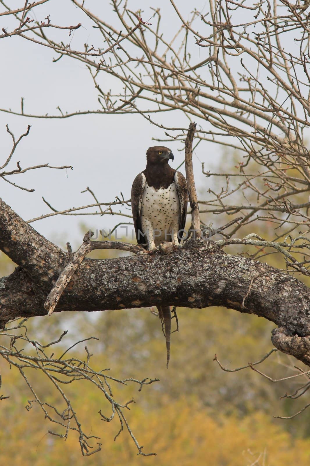 Martial Eagle sitting on a branch with a lizzard in its claws