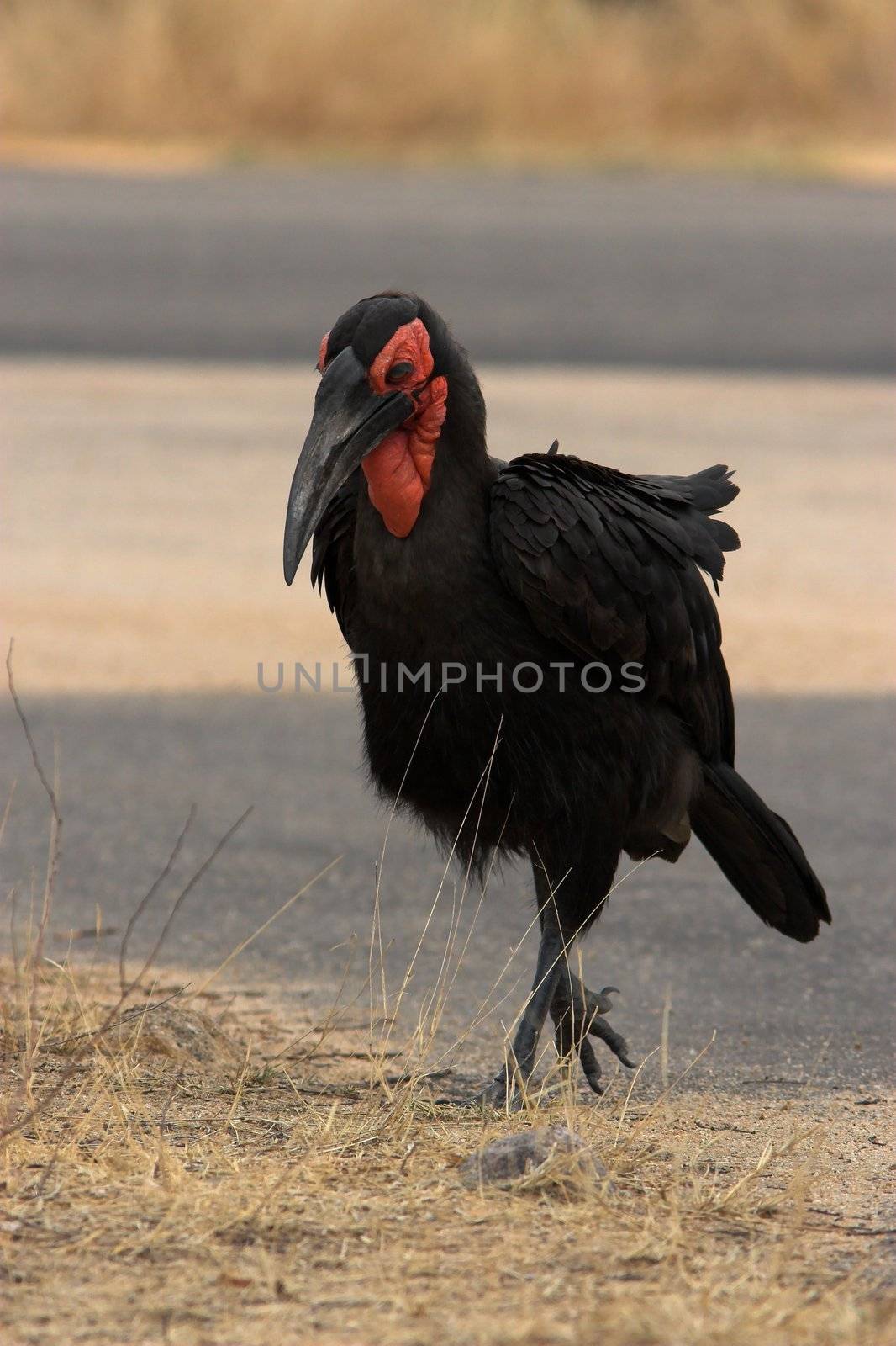 Southern Ground hornbill scavenging for food