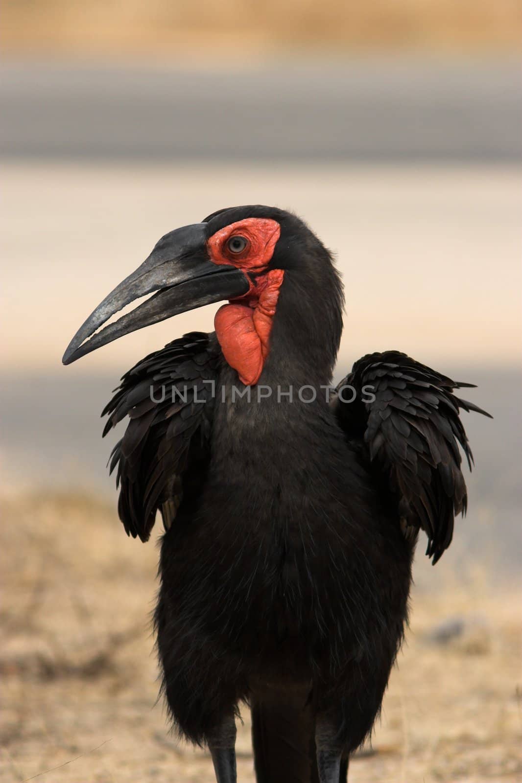 Southern Ground hornbill portrait