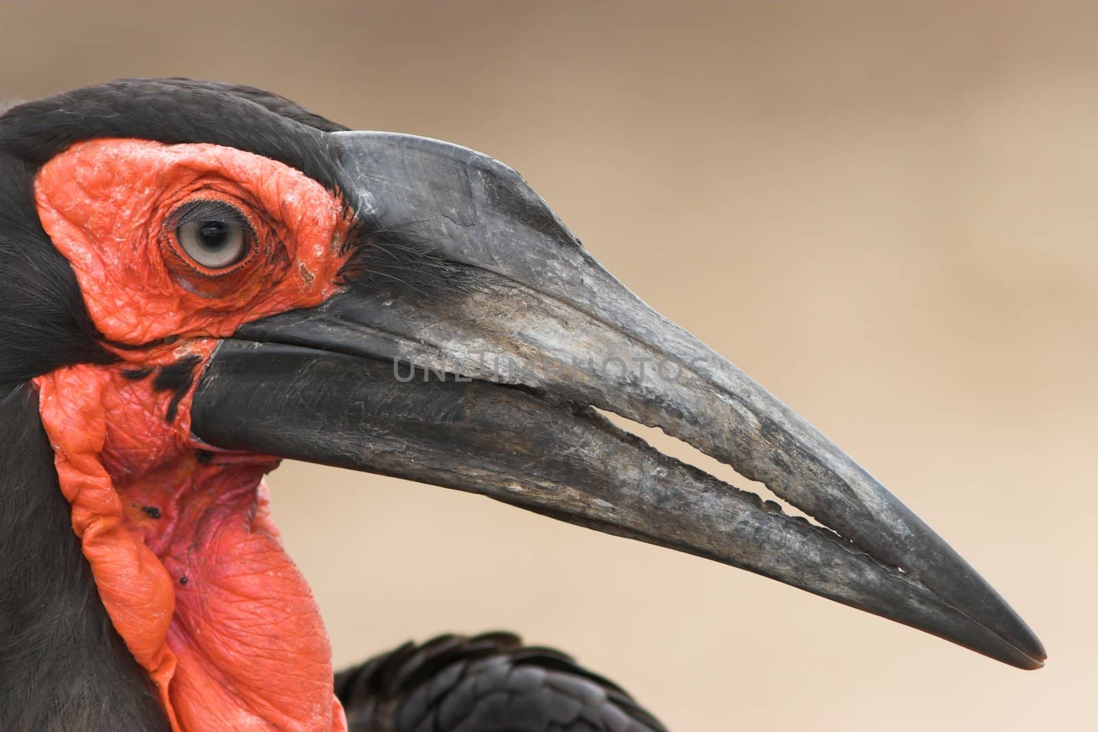 Close up of the southern Ground Hornbill