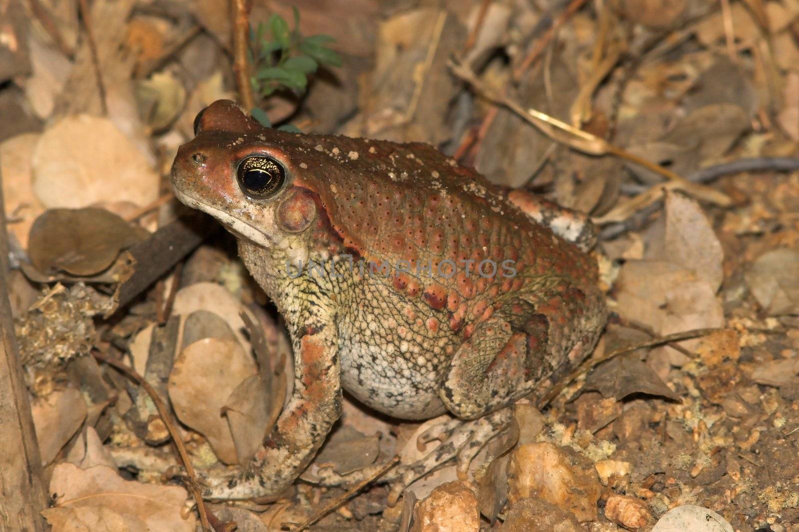 Brown frog camoflaged among the brown leaves.