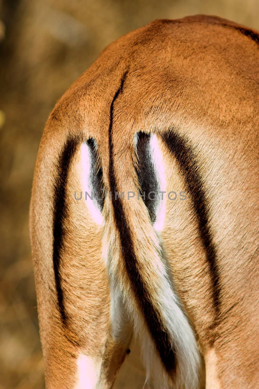 Close up of the colour patterns on an Impala rear