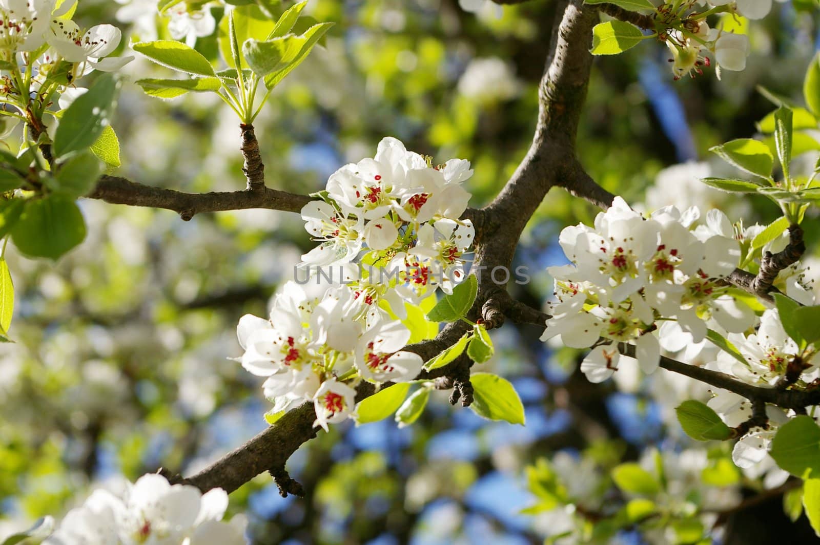 Branch with blossoms of white pear flowers and green leafs at spring