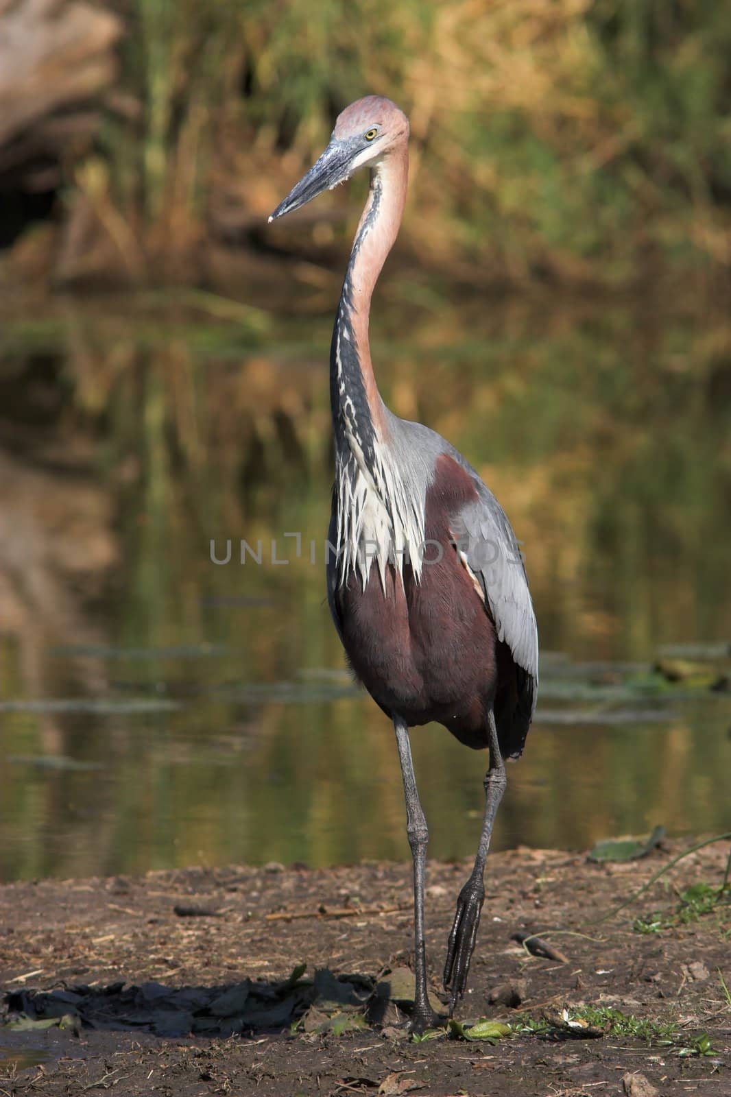 Goliath Heron scannin the estuary for prey