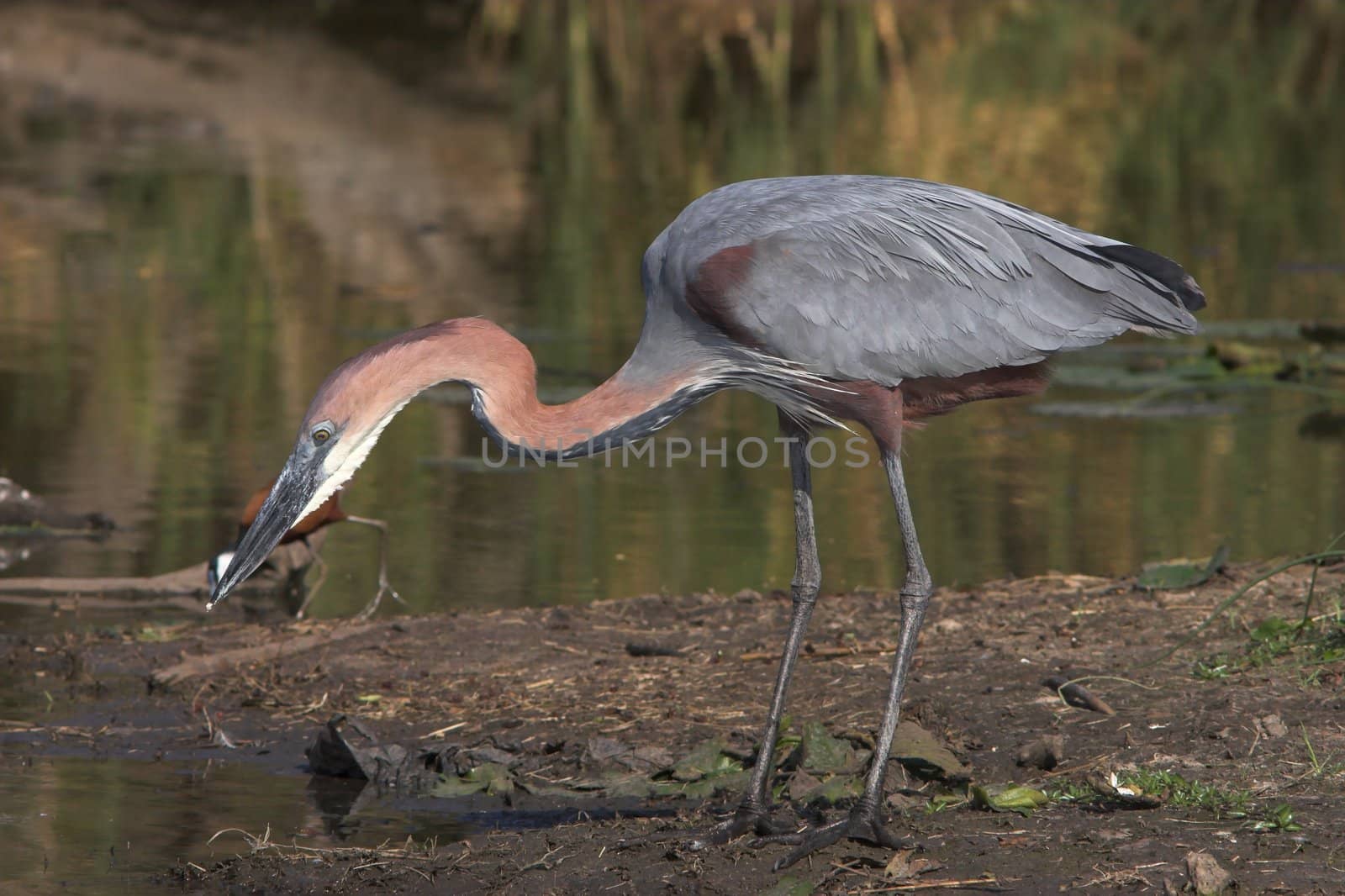 Goliath Heron scanning the water for fish