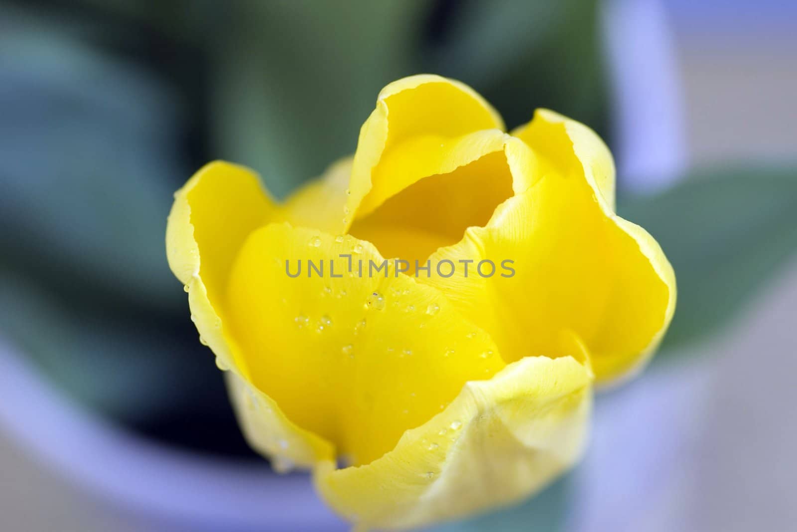 Fresh tulip by dolnikow