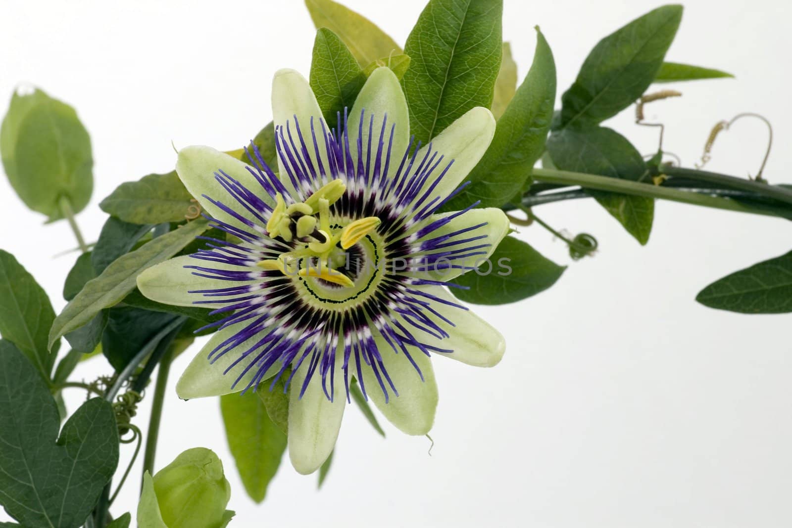 Purple Passionflower by dolnikow